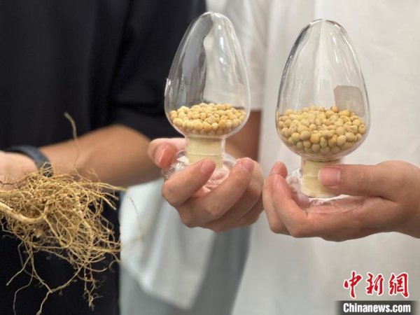 009配资 （活力中国调研行）皖北“粮仓”蹦出粒粒鼓黄豆